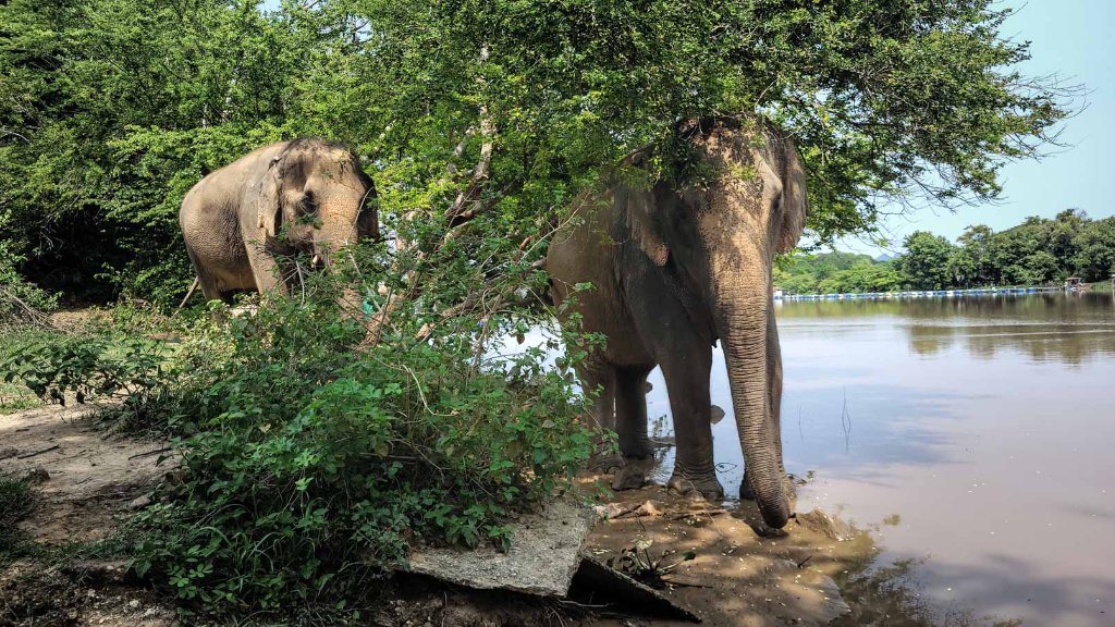 5 idées d'activités autour des éléphants en voyage – responsabilité et respect
