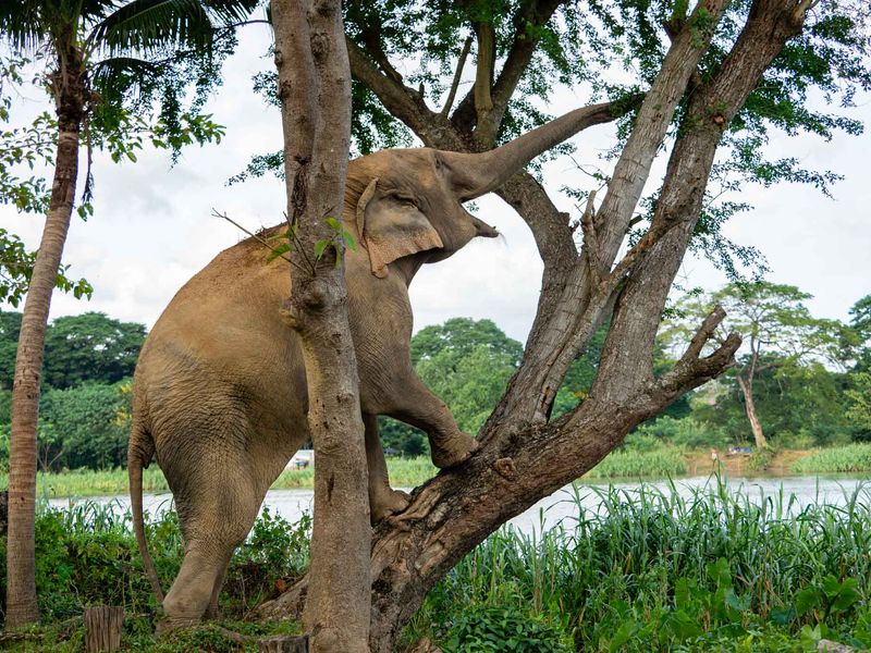 Pourquoi les sanctuaires d'éléphants sont essentiels pour l'avenir