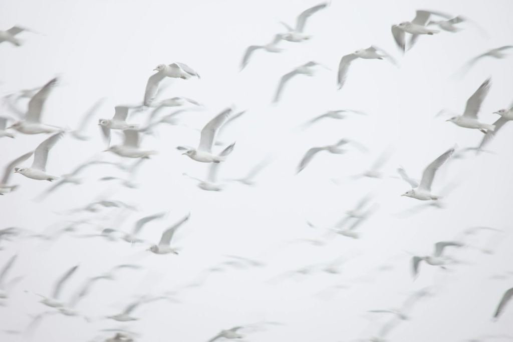 Flock of birds in flight