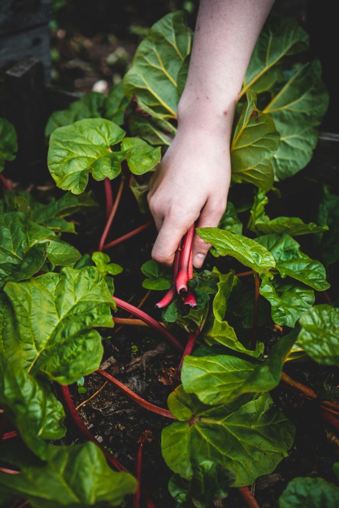 Fresh farm rhubarb harvest