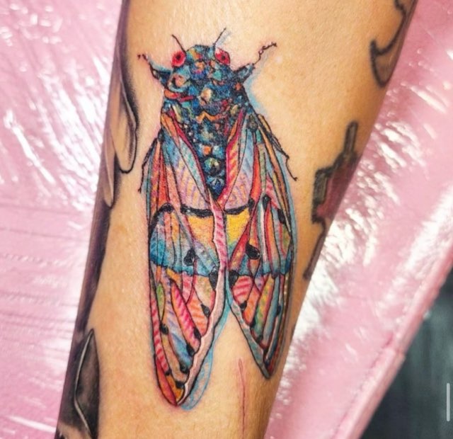 Colorful cicada