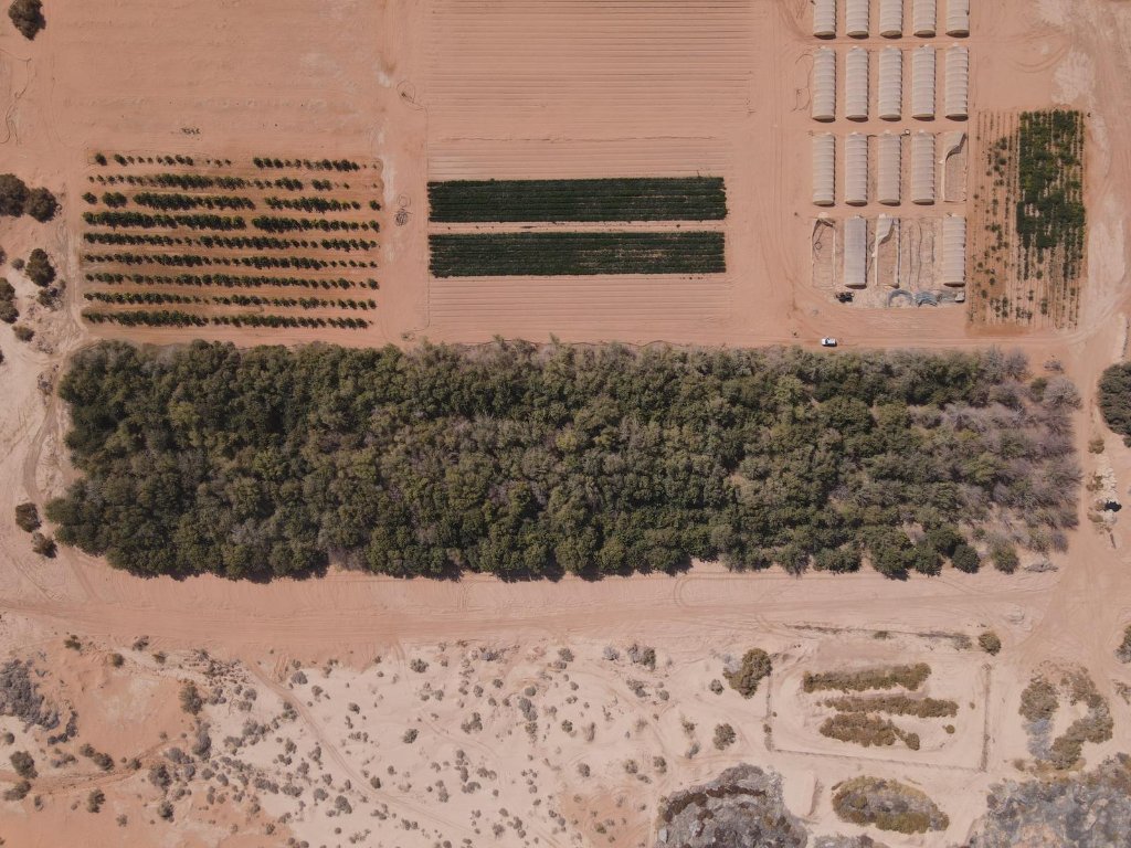 Marula orchards