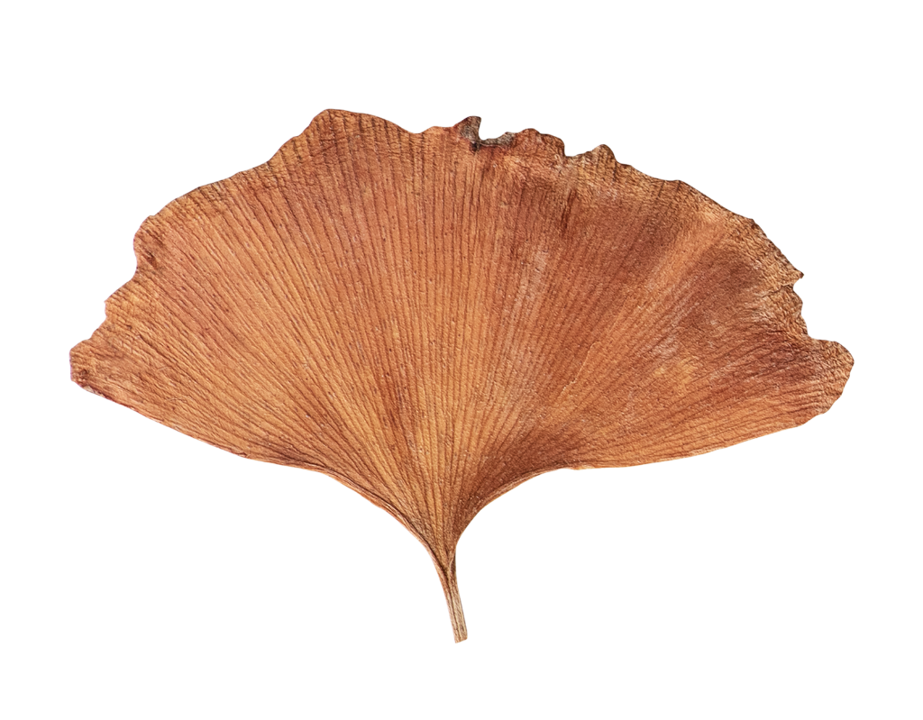 Liść miłorzębu