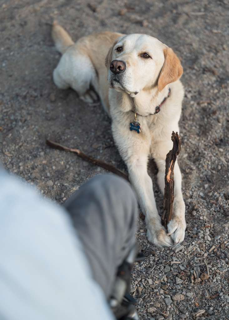 Dog looking up attentively on a walk with Luke