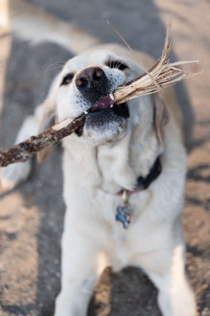 Dog with stick looking at camera