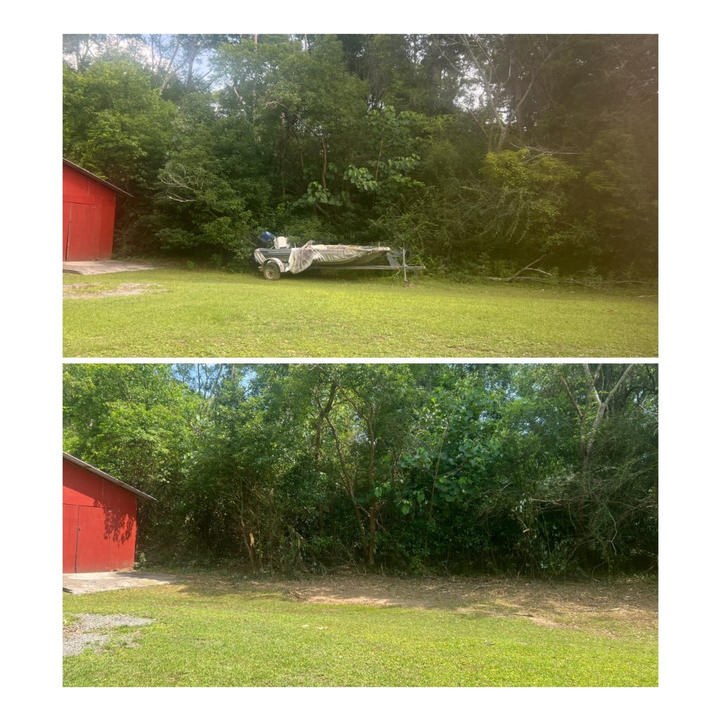 Dense Brush Clearing - After