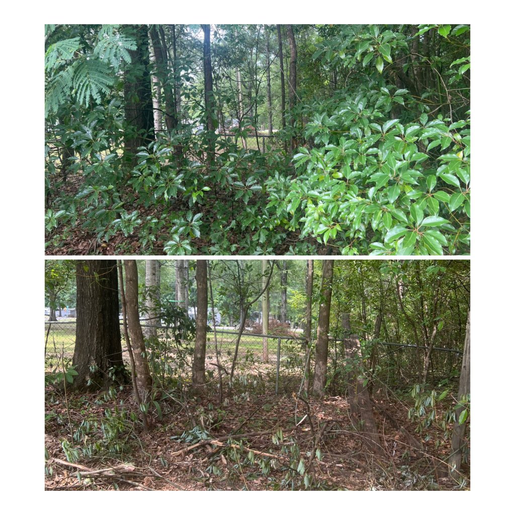 Dense Brush Clearing - Before