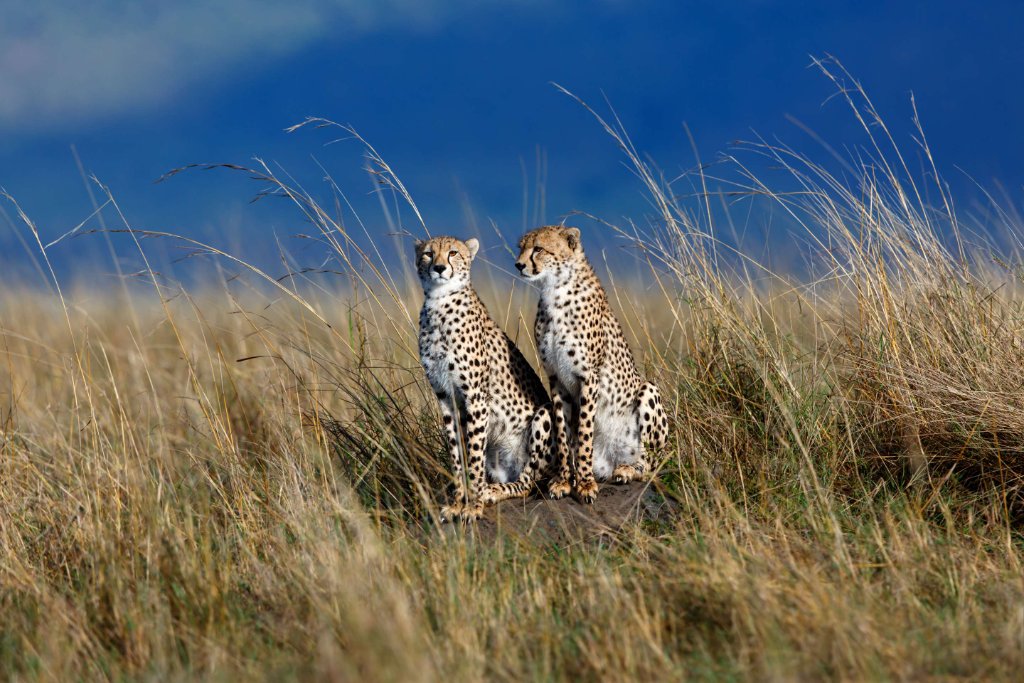 Africa