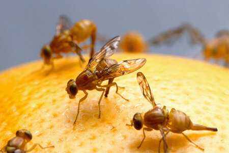 Insecten overig