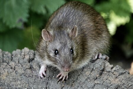 Ratten buiten