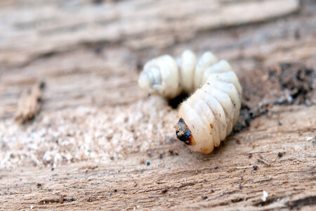 Houtworm