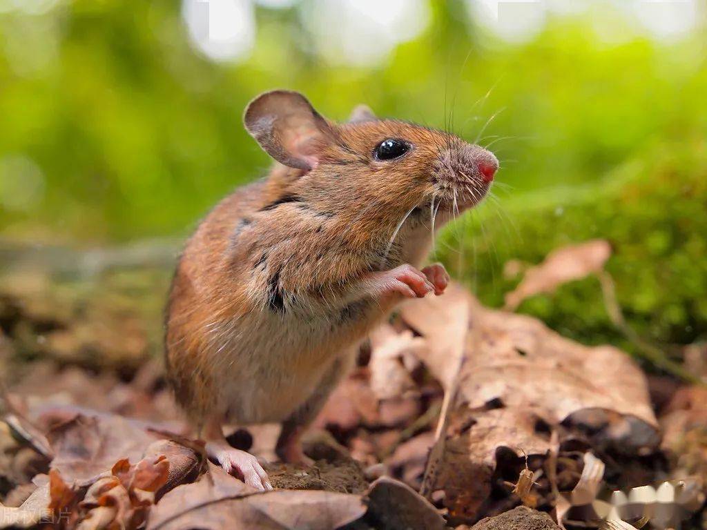 Muizen / Ratten