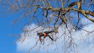 L'Arbre d'Or en intervention