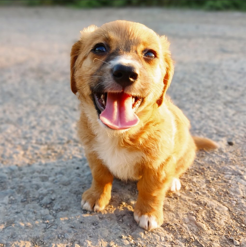 Rescue dog