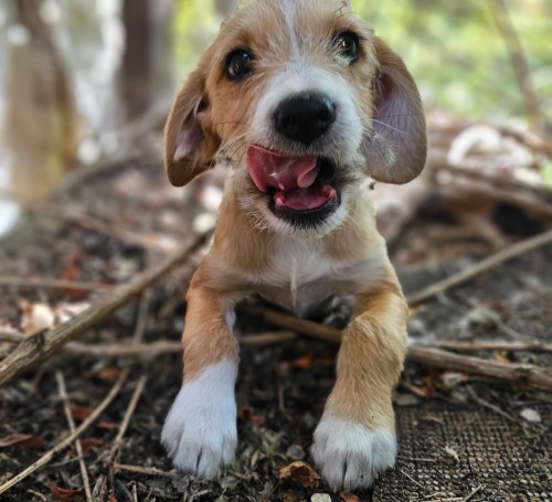 Happy adopted dog