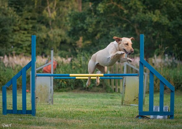 Hund på en agilitybane