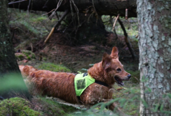 Eftersøgningshund