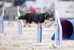 Hund og fører under rallylydighed