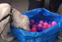 Video - Søg i bolde