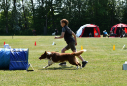 Hund og hundefører arbejder sammen under træning