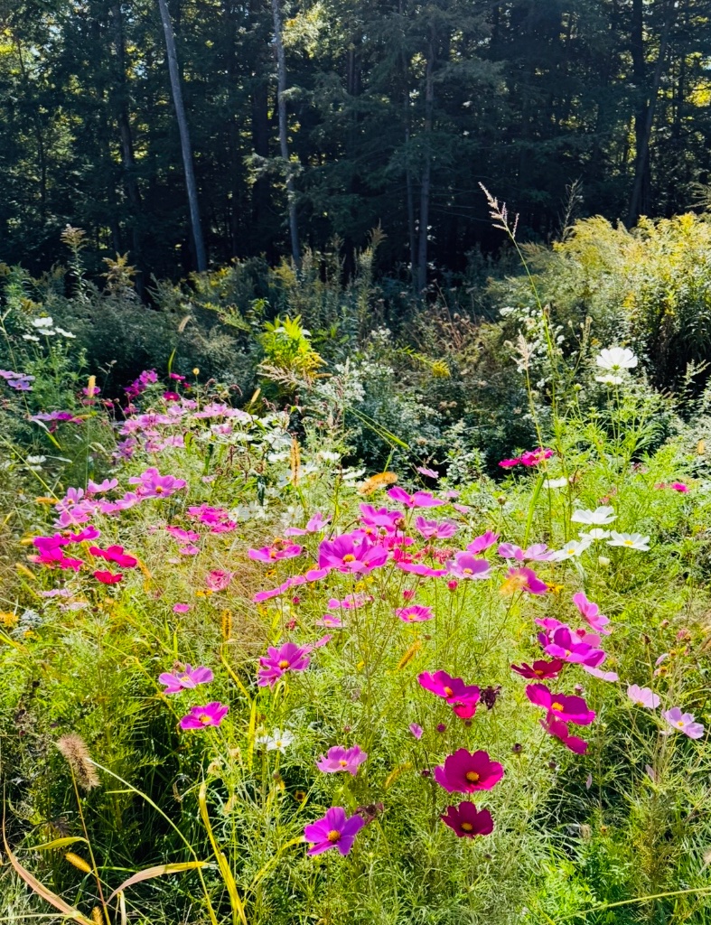 Wildflower meadow in soft sunlight