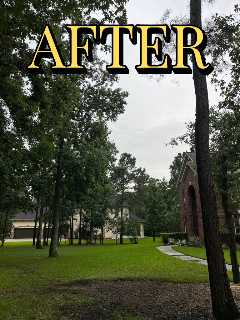 Tree removal job After