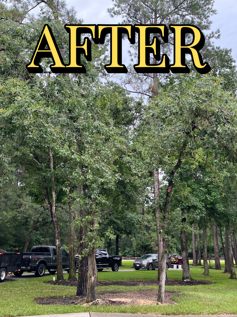 Tree removal job After