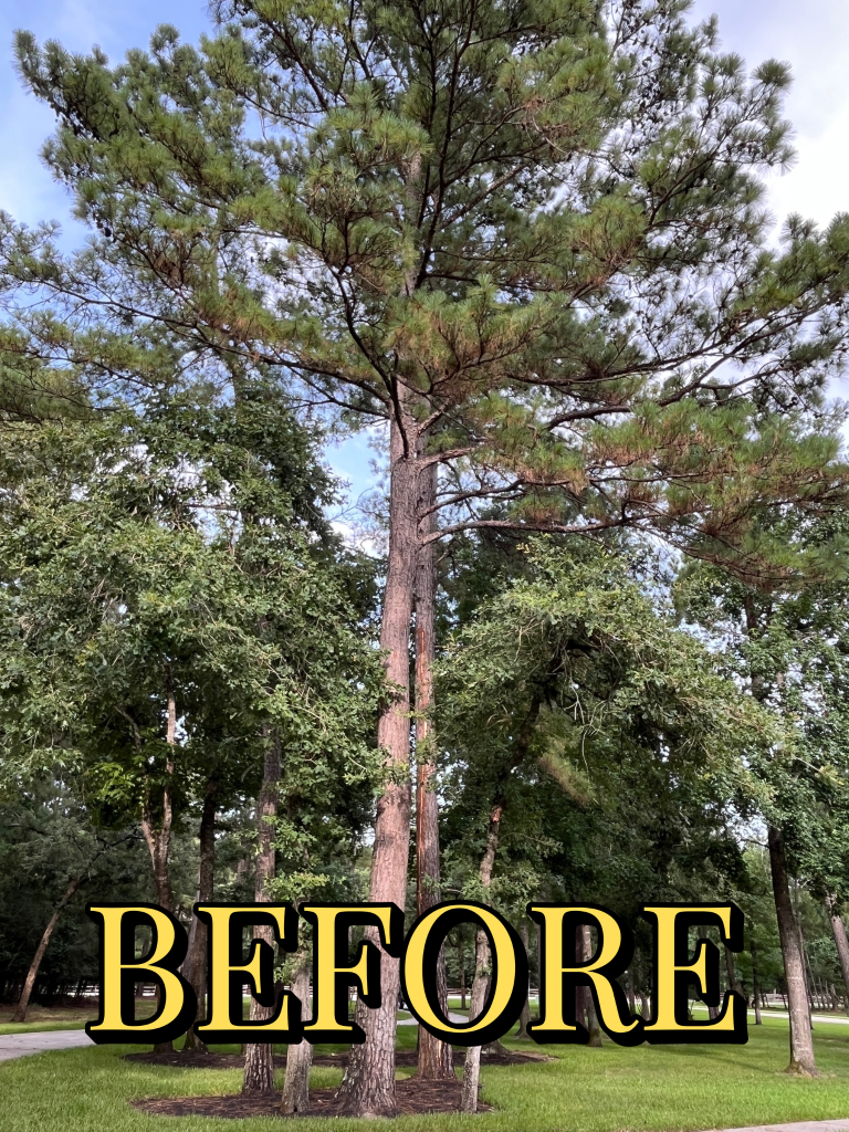 Tree removal job Before