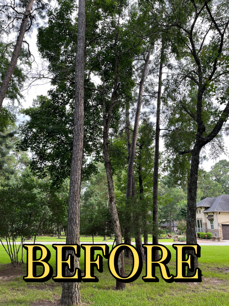 Tree removal job Before