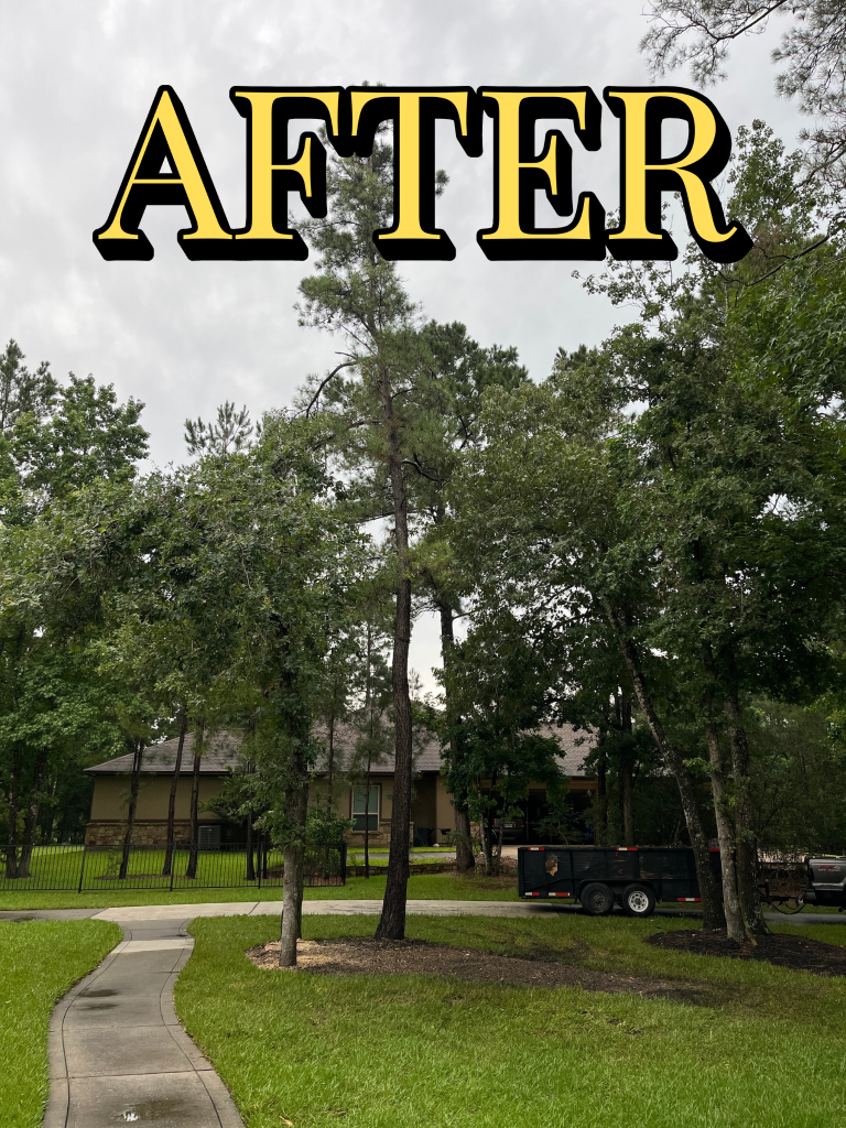 Tree removal job After