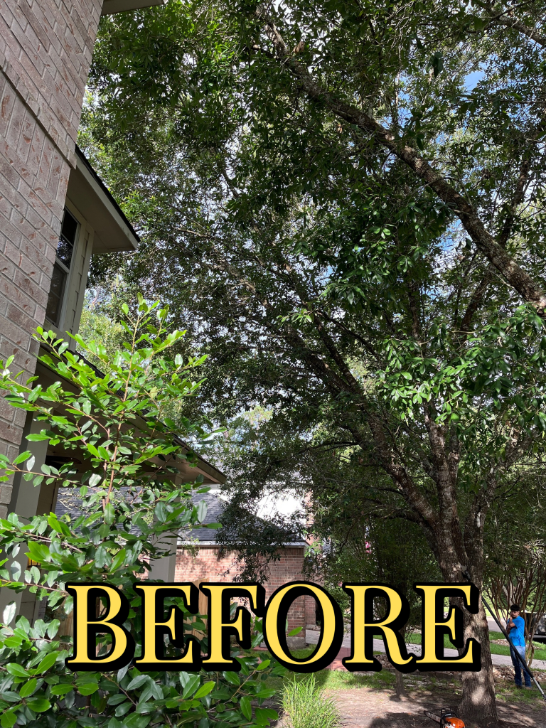 Before trimming - Job 1