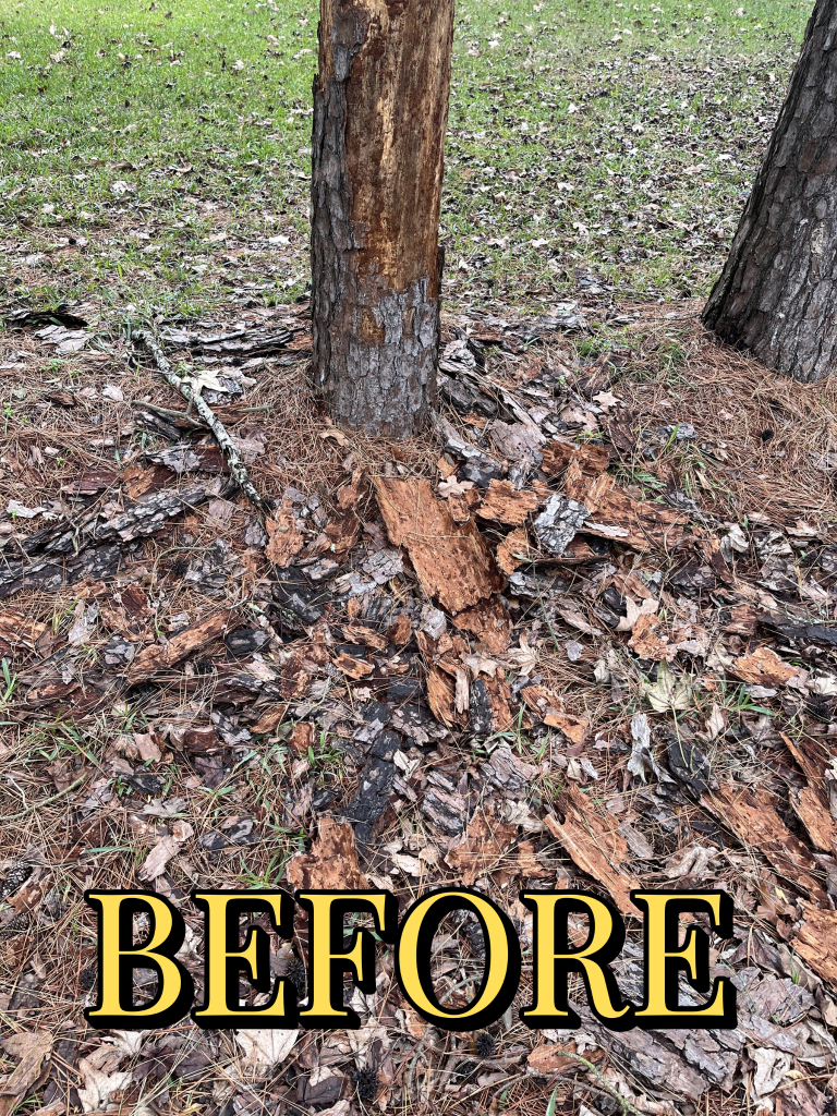 Stump grinding Before 2