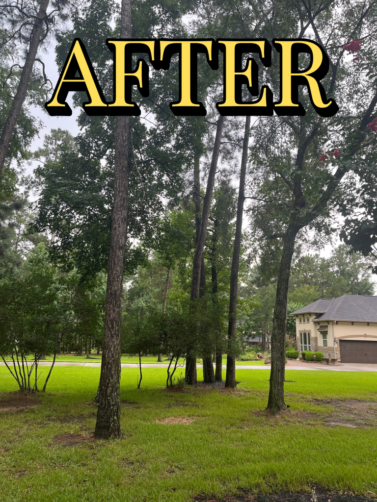 Tree removal job After