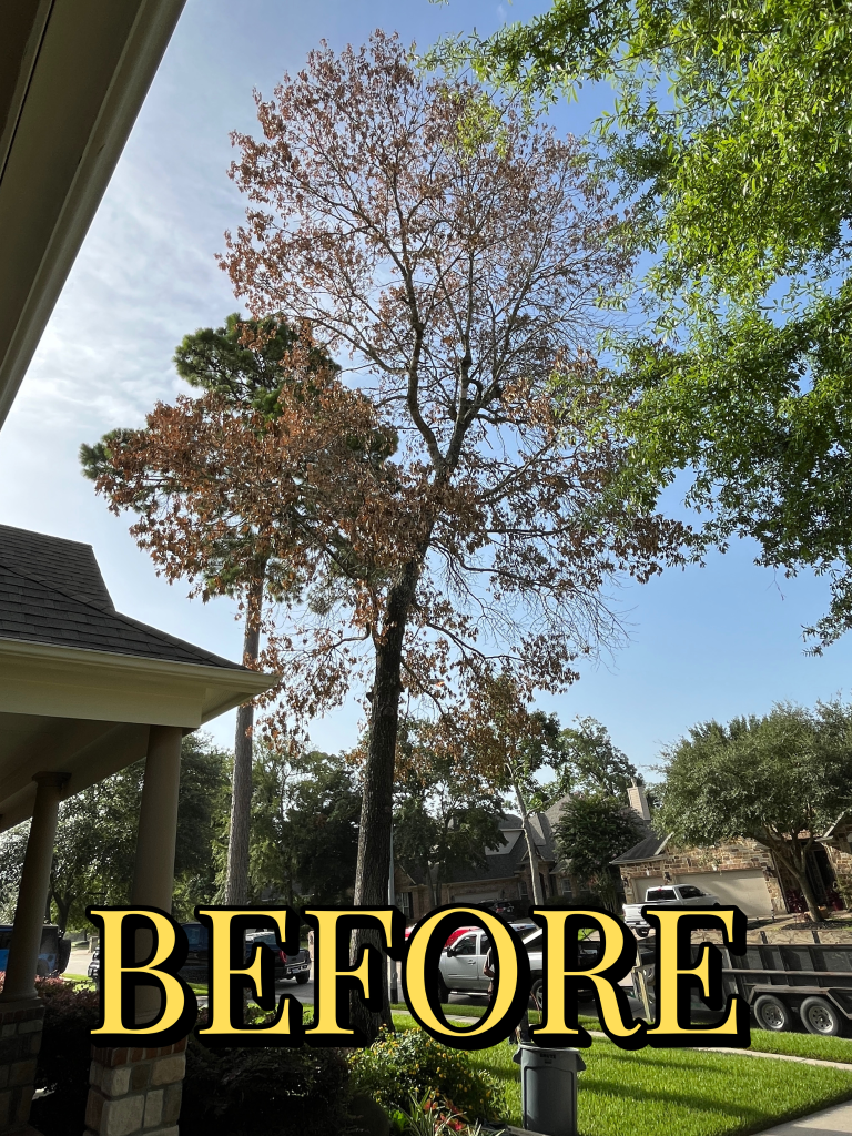 Tree removal job Before