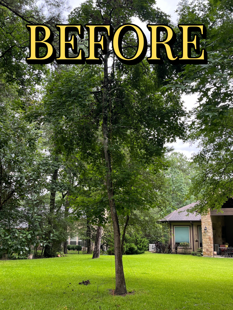 Tree removal job Before