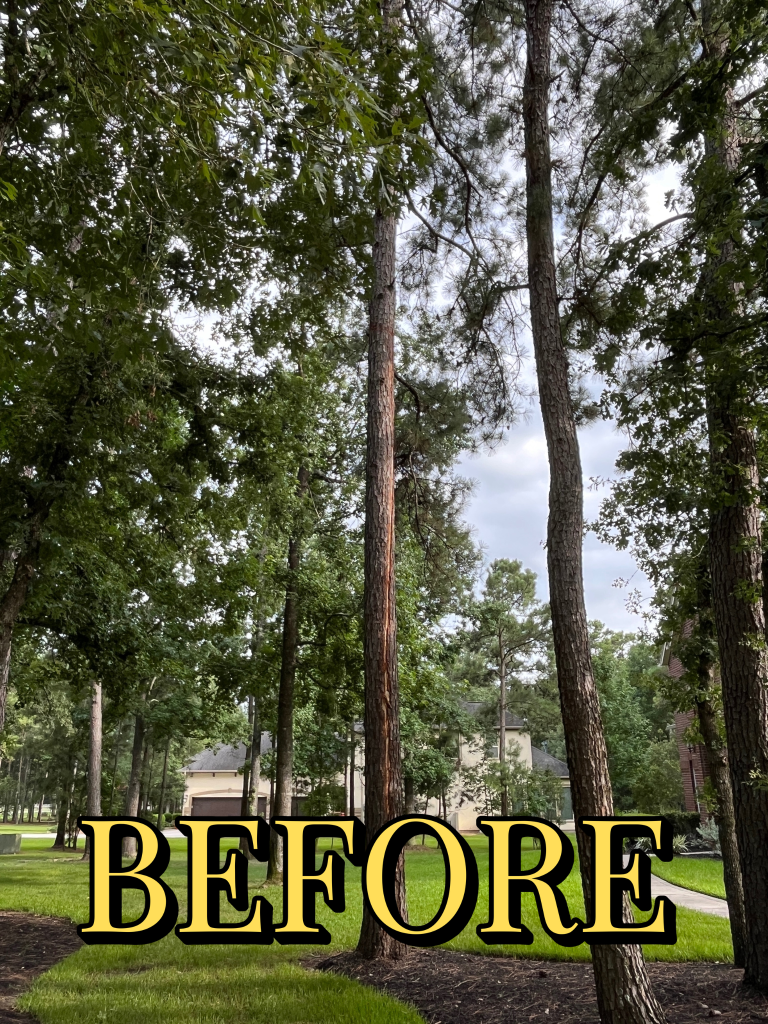 Tree removal job Before