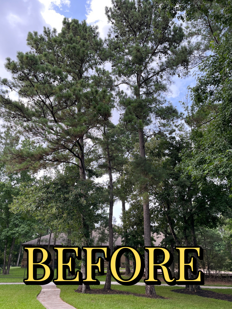 Tree removal job Before