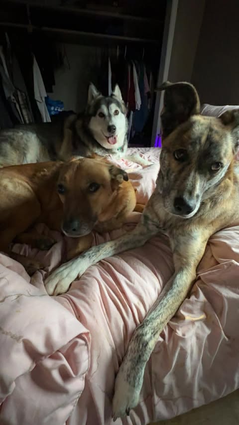 Seaira's dogs