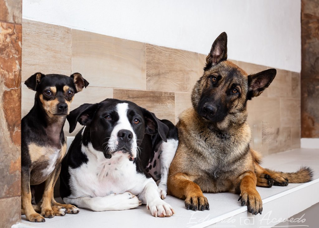 Dermatología Veterinaria Perrionni 5