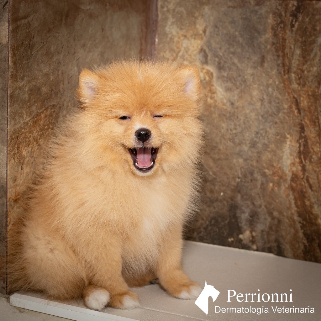 Dermatología Veterinaria Perrionni 4