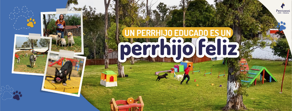 Un perrhijo educado es un perrhijo feliz