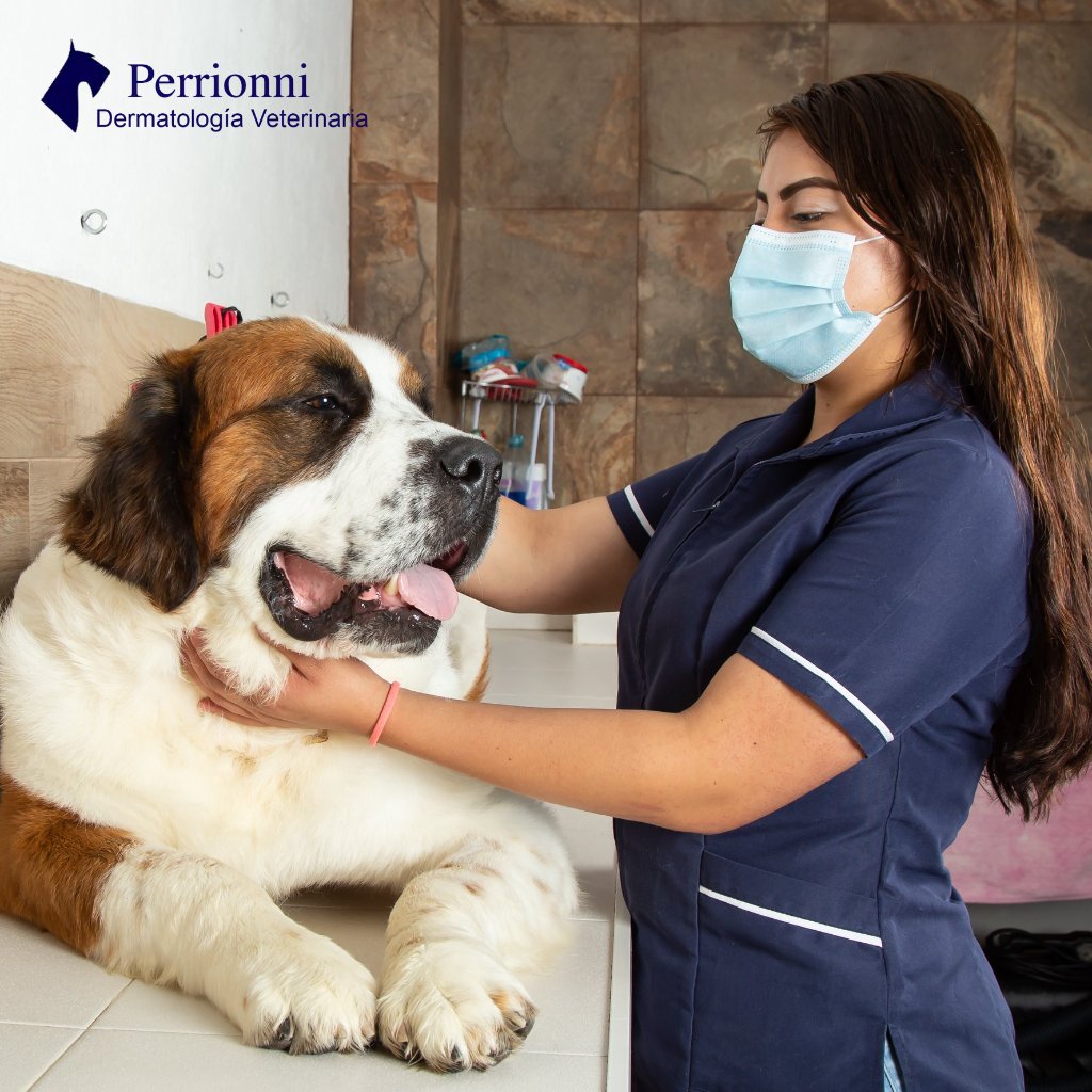 Dermatología Veterinaria Perrionni 1