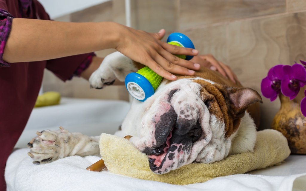 Dermatología Veterinaria Perrionni 6