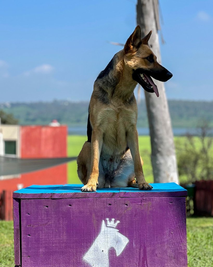 Perro entrenando en Perrionni