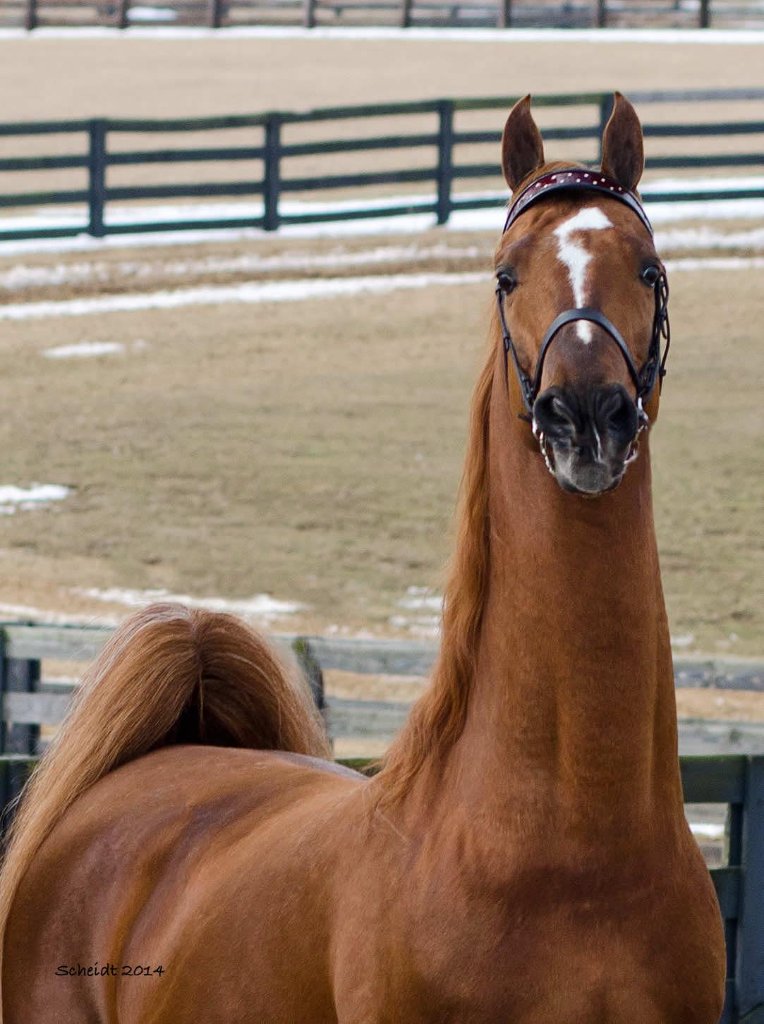 Saddlebred horse