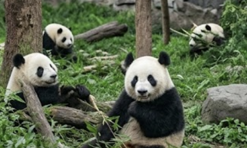 Sichuan
