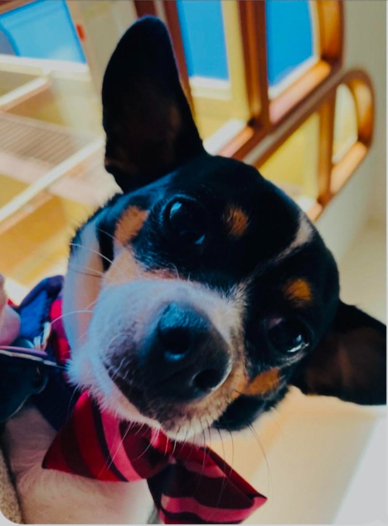 Buddy — Pet Assistance Program