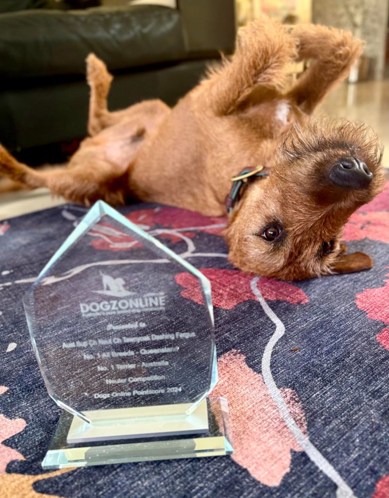 DogzOnline Award — No. 1 Terrier Australia