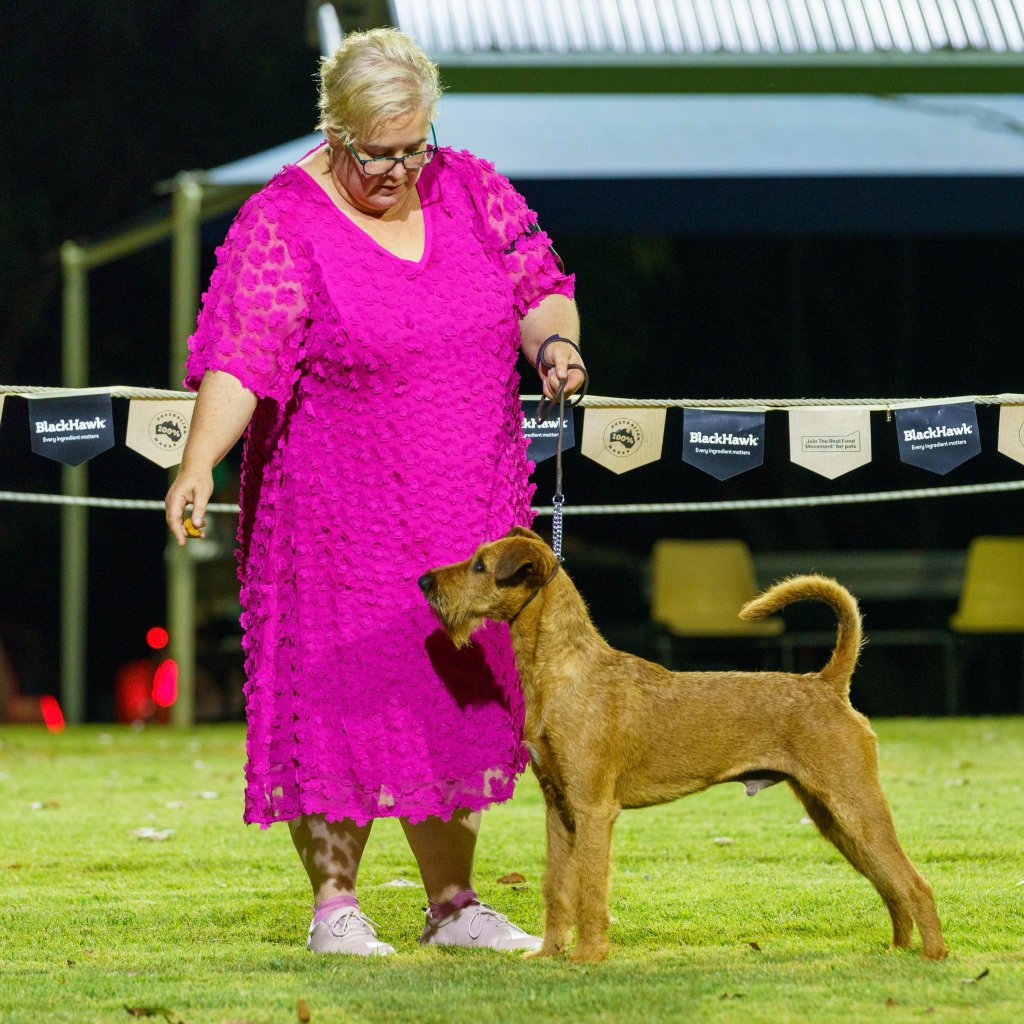 Braecrest Irish Terrier — Show Bench
