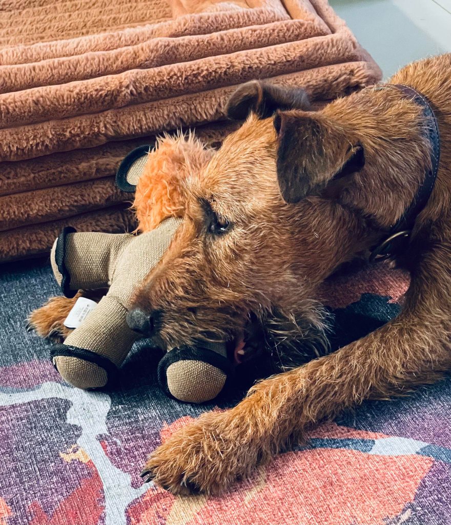 Braecrest Irish Terrier — with a favourite toy